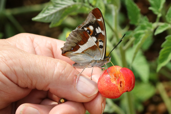 Schmetterling trinkt Fruchtsaft - Lockstoff für viele Insekten